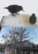 Stær (Sturnus vulgaris)