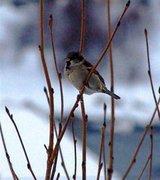 Gråspurv (Passer domesticus)