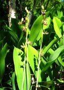 Flueblom (Ophrys insectifera)