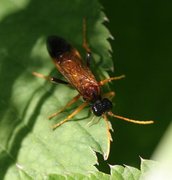 Planteveps (Symphyta)