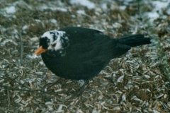 Svarttrost (Turdus merula)