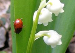 Bladbiller (Chrysomelidae)