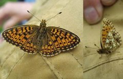 Brunflekket perlemorvinge (Boloria selene)