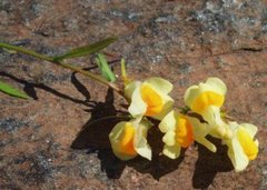 Lintorskemunn (Linaria vulgaris)