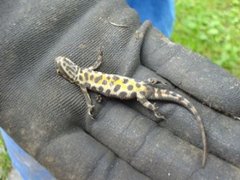 Småsalamander (Triturus vulgaris)