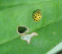 Marihøner (Coccinellidae)