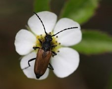 Trebukker (Cerambycidae)