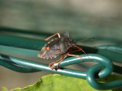 Rødfottege (Pentatoma rufipes)