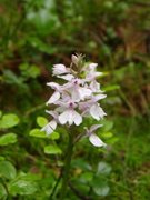 Flekkmarihand (Dactylorhiza maculata)