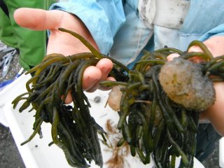 Sekkdyr (Ascidiacea)