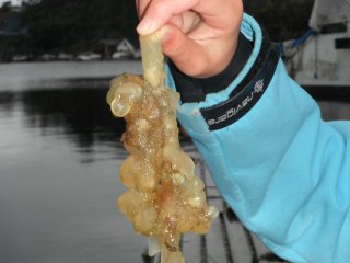 Sekkdyr (Ascidiacea)