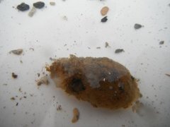 Sekkdyr (Ascidiacea)
