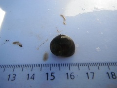 Buttstrandsnegl (Littorina obtusata)