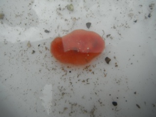 Sekkdyr (Ascidiacea)