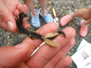 Sekkdyr (Ascidiacea)