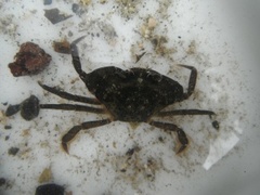 Trollkrabber (Lithodidae)