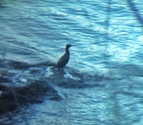 Storskarv (Phalacrocorax carbo)