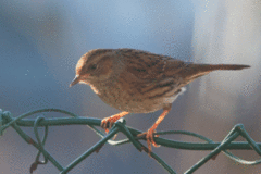 Jernspurv (Prunella modularis)