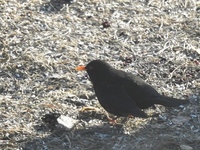 Svarttrost (Turdus merula)