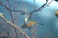 Bokfink (Fringilla coelebs)