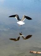 Fiskemåke (Larus canus)