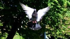 Bydue (Columba livia domestica)