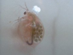 Dafnier (Daphnia)