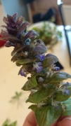 Jonsokkoll (Ajuga pyramidalis)