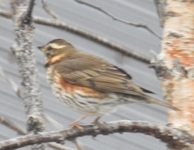 Rødvingetrost (Turdus iliacus)