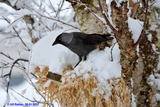 Kaie (Corvus monedula)