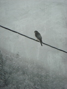 Hønsehauk (Accipiter gentilis)