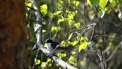 Svarthvit fluesnapper (Ficedula hypoleuca)