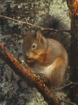 Ekorn (Sciurus vulgaris)