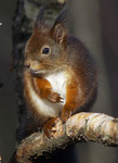 Ekorn (Sciurus vulgaris)