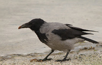 Kråke (Corvus cornix)