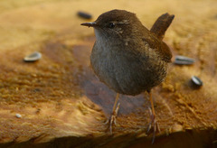 Gjerdesmett (Troglodytes troglodytes)