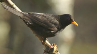 Svarttrost (Turdus merula)