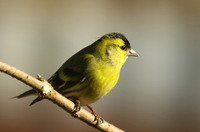 Grønnsisik (Carduelis spinus)