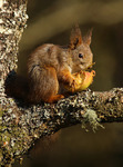 Ekorn (Sciurus vulgaris)