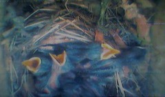 Svarthvit fluesnapper (Ficedula hypoleuca)