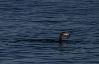 Storskarv (Phalacrocorax carbo)