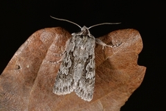 Vivendelfly (Xylocampa areola)