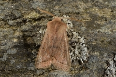 Tverrlinjet seljefly (Orthosia cerasi)