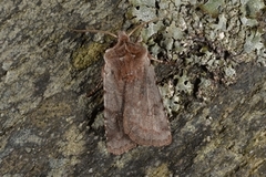 Fiolett vårfly (Cerastis rubricosa)