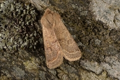 Tverrlinjet seljefly (Orthosia cerasi)