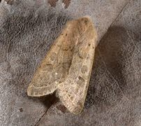 Tverrlinjet seljefly (Orthosia cerasi)