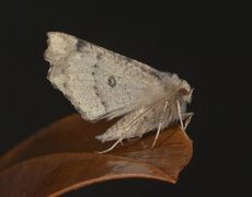 Tannmåler (Odontopera bidentata)