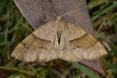 Bred skumringsmåler (Plagodis pulveraria)