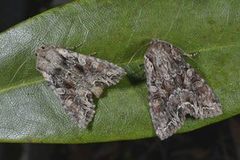 Busklundfly (Lacanobia thalassina)