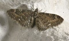 Vinkeldvergmåler (Eupithecia vulgata)